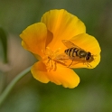 224 blume-Tiere-D35_4175-als-Smart-Objekt-1